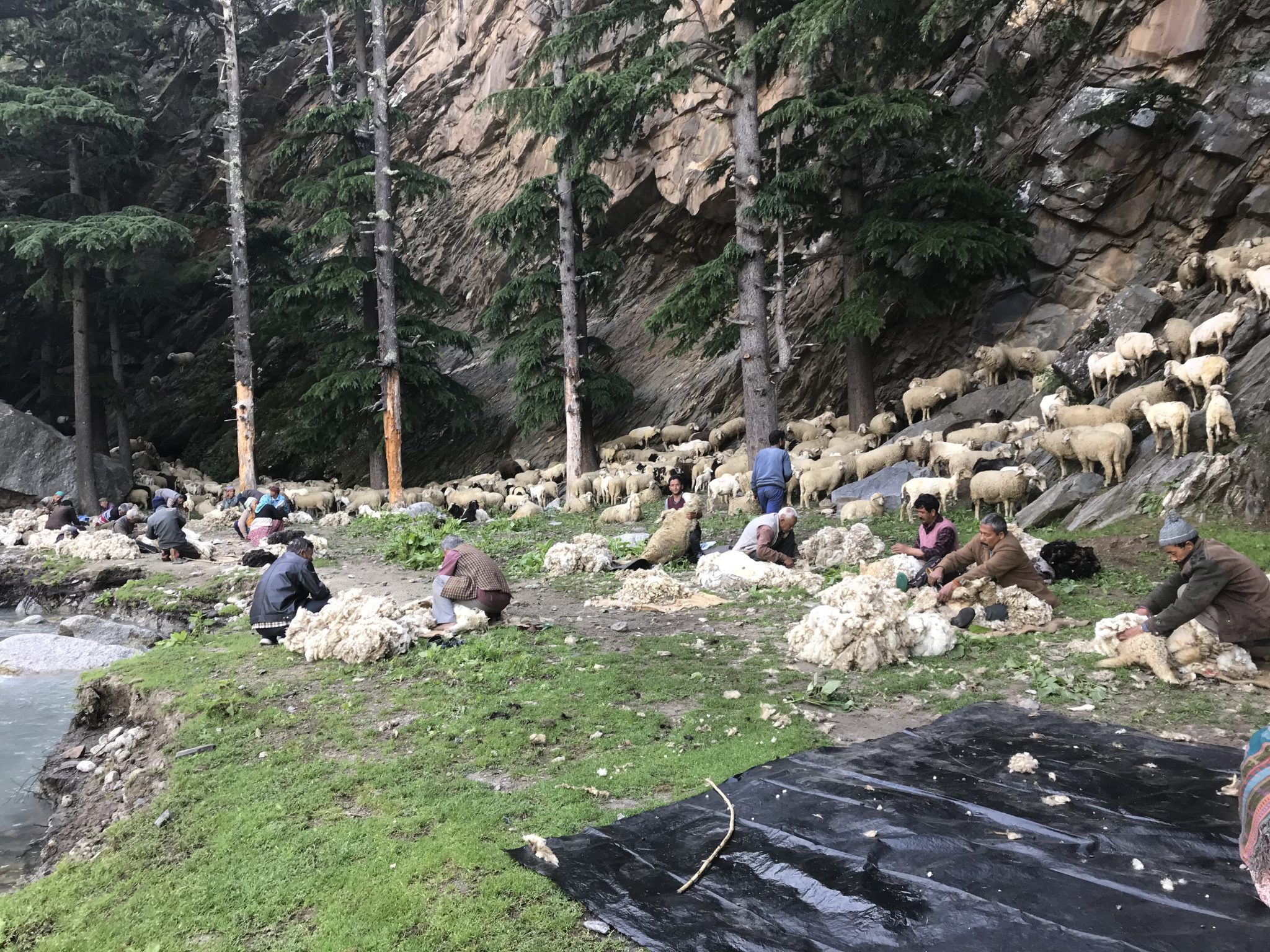 Step 1: Shearing of Sheep